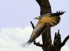 African Raptors by Munir Virani