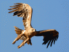 dsc_0128.gif