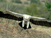 dsc_0137.gif