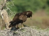 African Harrier-Hawk juvenile (PH 4666).JPG