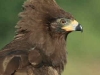 African Harrier-Hawk juvenile (PH 4667).JPG