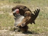 Bateleur (PH 3662).JPG