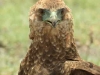 Bateleur (PH 3677).JPG