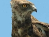 Black-chested Snake-Eagle immature (PH 4870).JPG