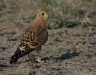 Greater Kestrel (PH 3739).JPG