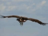 Lappet-faced Vulture (PH 3659).JPG
