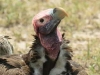Lappet-faced Vulture (PH 3665).JPG
