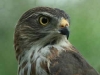 Little Sparrowhawk juvenile (PH 4213).JPG