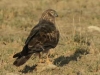 Montagu's Harrier (PH 3740).JPG