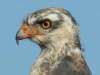 Southern Pale Chanting Goshawk immature (PH 0153).JPG