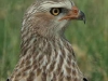Southern Pale Chanting Goshawk juvenile (PH 5191).JPG