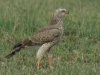 Southern Pale Chanting Goshawk juvenile (PH 5193).JPG