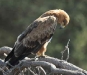 Tawny Eagle (PH 0466).JPG