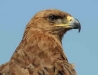 Tawny Eagle (PH 0483).JPG