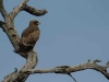 Wahlberg's Eagle (PH 0084).JPG