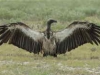 White-backed Vulture (PH 3648).JPG