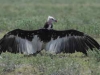 White-headed Vulture (PH 3723).JPG