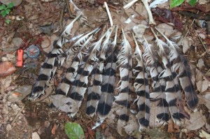 Feathers from a juvenile crowned eagle found in the rubbish pit of a hunting camp.