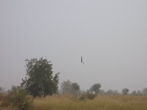 Harrier in the dust