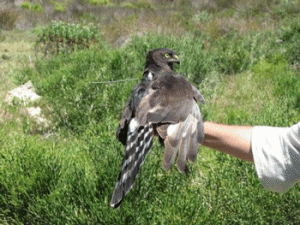 Satellite tagged Black Harrier