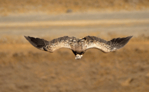 Ruppell's Vulture in Hell's Gate Kenya