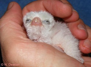Captive bred Taita Falcon (Falco fasciinucha) at ± 14 hours old.  This bird was hand reared for 7 days before reintroduction to the parents.
