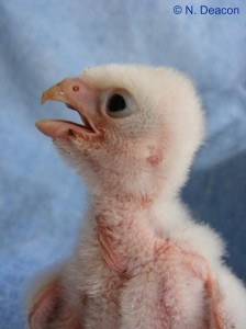 Captive bred Taita Falcon (Falco fasciinucha) at 6 days old.