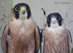 Adult captive bred female Taita Falcon (Falco fasciinucha) defends her male offspring (F2). He fledged a day later (1/12/2008).        