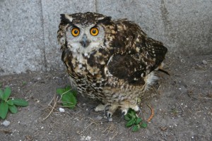 Mackinder's Eagle Owl. Photo by Simon Thomsett