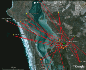 Night-time movements of the adult male Black Harrier over the period 17-23 March 2009. Orange marks indicate locations with an accuracy < 1km, indicating he moved at least 10 km from his roost area during the night.