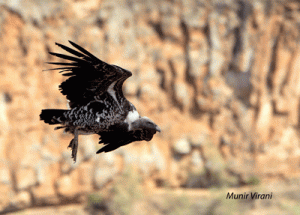 Ruppell's Vulture in Hell's Gate National Park