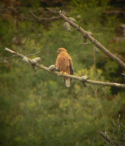 The Mysterious "Red Buzzard"