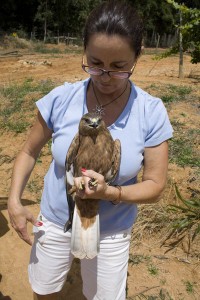 Juvenile Red Buzzard in hand