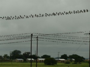 Amur Falcon flock. Photo by W.V. Pletzen