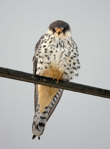 Amur Falcon. Photo by J Carlyon