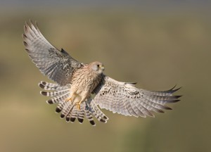 Female Lesser Kestrel. Photo by Mark Anderson