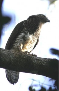 Madagascar Serpent Eagle Photo by Lily De Roland Arison