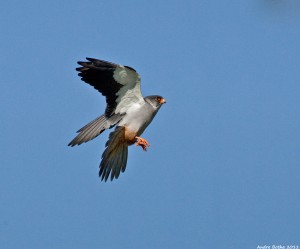 Amur Falcon Adult Male Devon district Gauteng