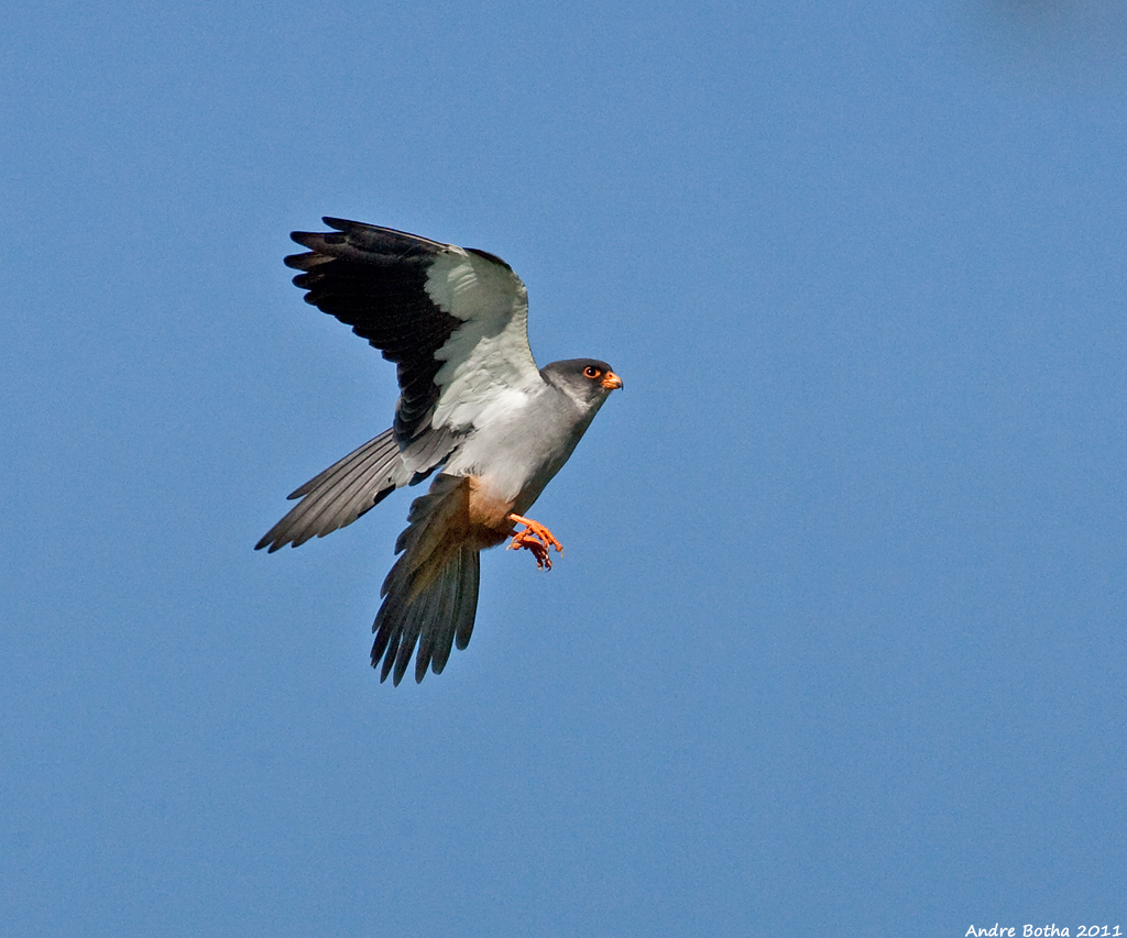 amur falcon