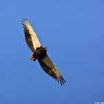 Bateleur Malilangwe Zimbabwe