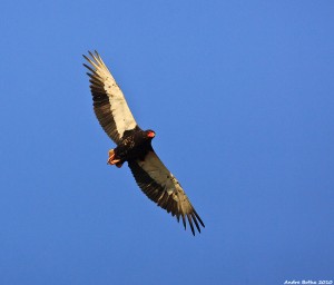 Bateleur Malilangwe Zimbabwe