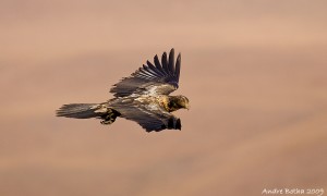 Immature Bearded Vulture Giants Castle