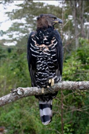 Crowned Eagle male