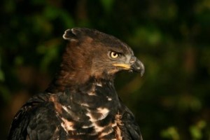 Male Crowned Eagle