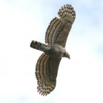 Juvenile Crowned Eagle