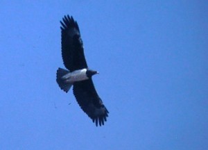 Adult Martial Eagle in Fligh. Krüger NP.