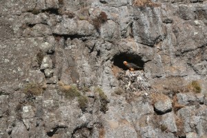 Bearded Vulture nest