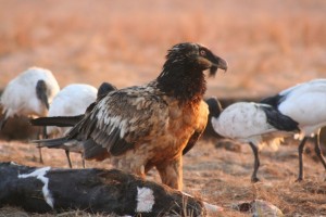 Immature Bearded Vulture