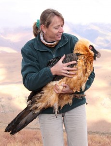 Sonja Krueger with Bearded Vulture