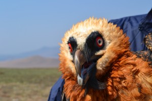 Adult Bearded Vulture